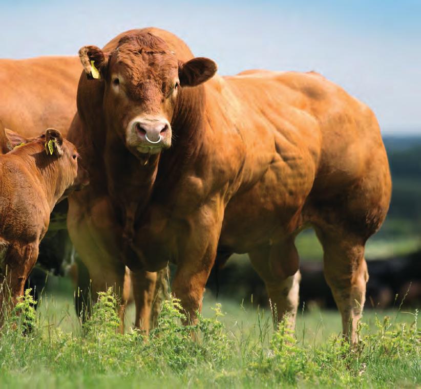 The Smart Way to Search Your Limousin Sale Catalogue DOWNLOAD THE