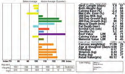 In sale catalogues, Breed Average for each trait is represented by the vertical line that is central on the bar chart.