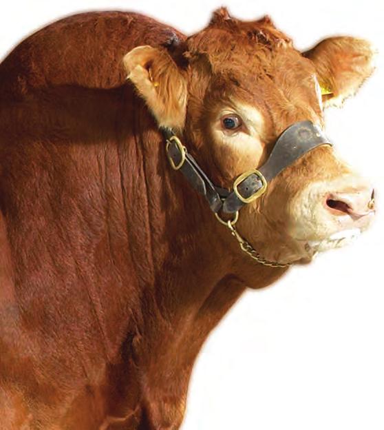 Semenstore is a practical one-stop Limousin semen shop for vendors and buyers.