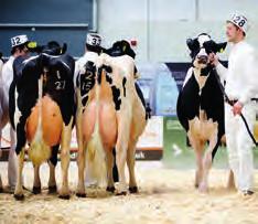 The UK s Leading Livestock Marketing Company Operating Sale Centres at Borderway Carlisle, Lockerbie, Newcastleton, Kirkby
