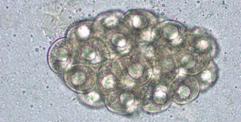 Several of these eggs, most of them with motile structures inside, are found on fecal examination. What parasite is this, and how did the cat most likely become infected?