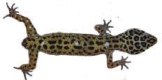 We investigated how locomotor mechanics are affected by the rapid loss and gradual recovery of weight associated with tail autotomy and regeneration in the leopard gecko Eublepharis macularius Blyth