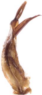 a b c d Figure 1. Vadonia persica sp. nov.