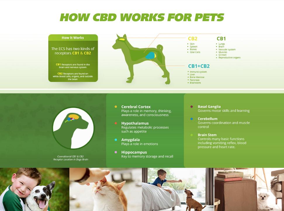 CTFO offers these excellent products for pets: Pure Hemp CBD Pet Chews, Pure