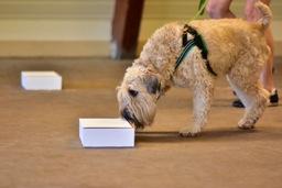 SAINT PAUL DOG TRAINING CLUB FALL 2015 A typical nose work competition requires the dog to find all odors hidden in each search area, and the handler to correctly identify the dog at each odor source.
