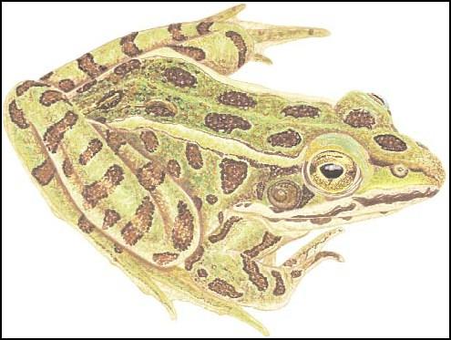 tailless, airbreathing, four-legged carnivore. Adult frogs eat a variety of things, including insects, slugs, worms, other frogs or even newly hatched turtles.
