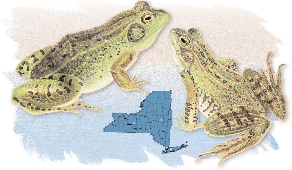 Frogs and Toads Page 4 Green Frog A common, long-legged, highly Female Green Frog aquatic frog, found in ponds, marshes, lake fringes and sometimes along stream sides.