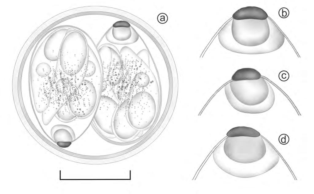 New Isospora from South America 347 Fig. 1. Line drawings of Isospora ticoticoi, a new coccidium species recovered from the rufous-collared sparrow, Zonotrichia capensis.