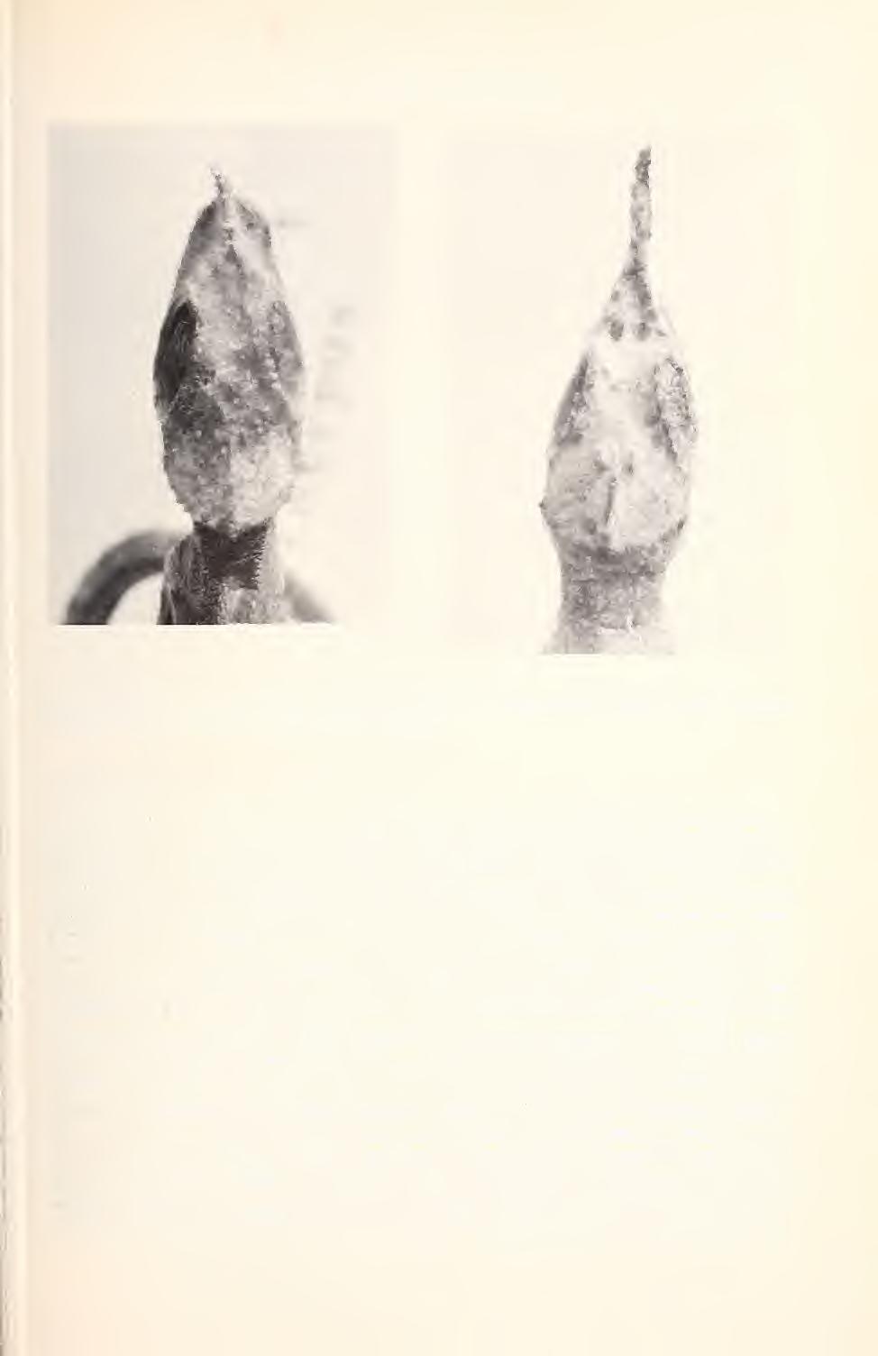 A new chameleon from Tanzania 391 Fig. 6: Dorsal view of the head of the lectotype of B. tenue (ZMB 11348: 1, left) and the holotype of B. oxyrhinum (ZFMK 46406, right).