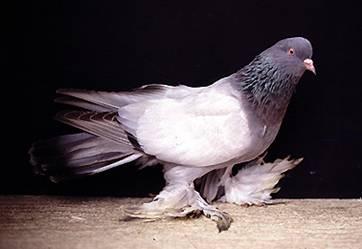 eye; an extra difficulty on breeding this pigeon. The blacks must have a dark tail ribbon and the whites and yellows a white tail ribbon (of course this is not possible with the recessive colours).