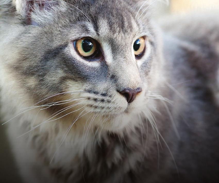 Cat Report 2018 Morris Animal Foundation has been an early advocate of emerging problems in feline medicine, such as the recognition that cats are not small dogs and have different and specific