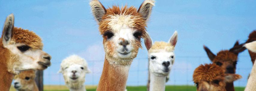 Morris Animal Foundation funds both equine and camelid (alpaca and llama) studies.