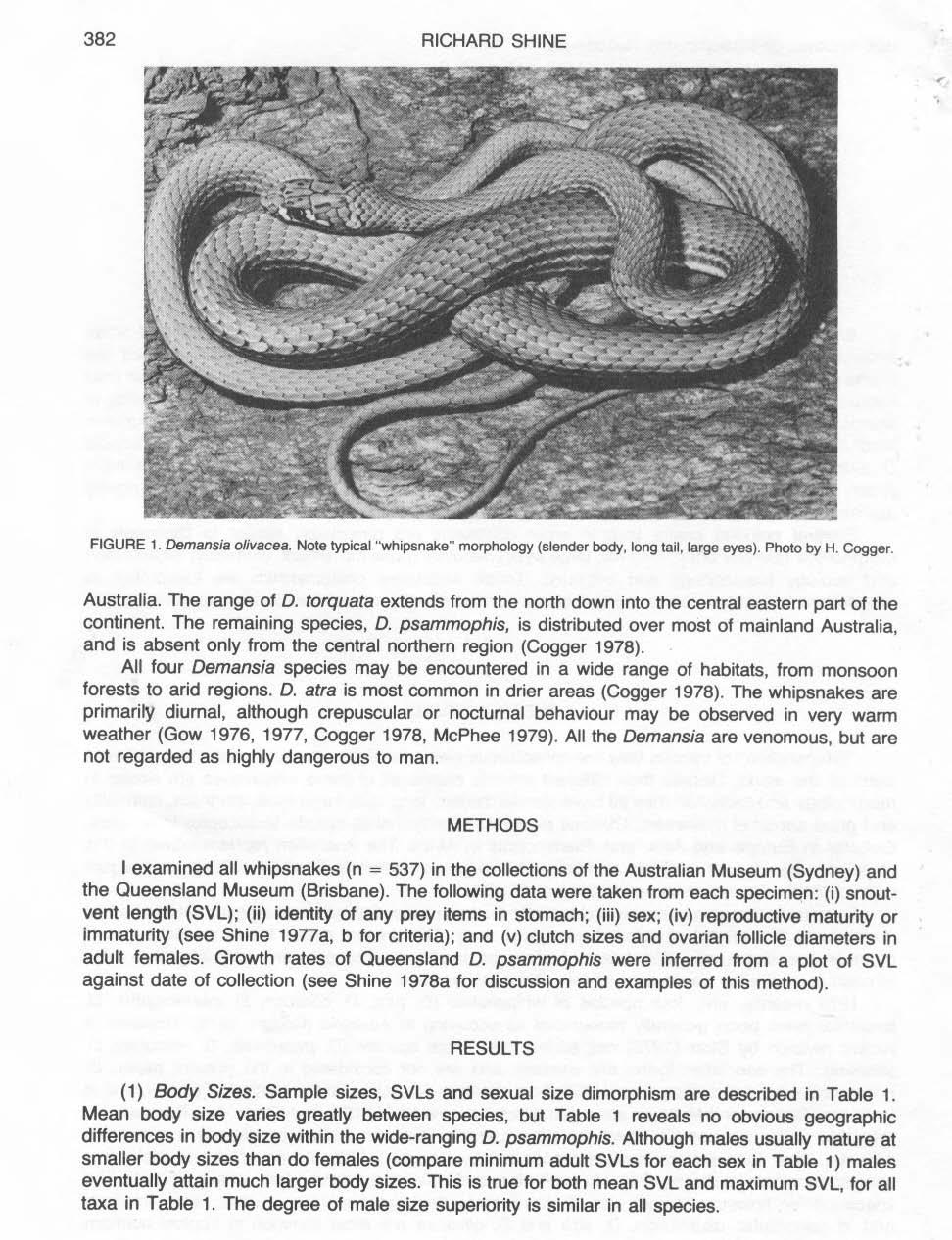 38 RICHARD SHINE <: '; FIGURE Demansia olivacea Note typical "whipsnake" morphology (slender body, long tail, large eyes) Photo by H Cogger Australia The range of D torquata extends from the north