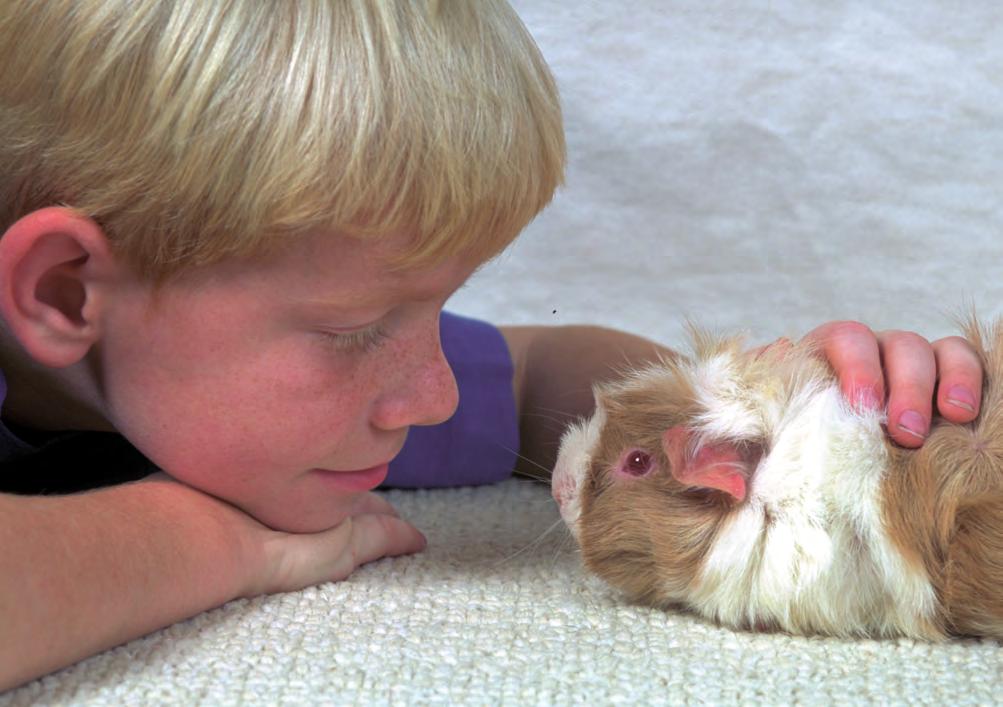 Guinea Pig Pals Guinea pigs make great pets. Their cute faces, pudgy bodies, and gentle nature have made them popular household companions in many parts of the world.