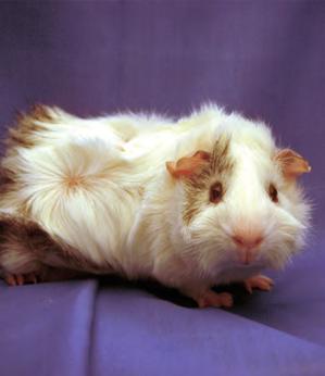 Knowing the different types of guinea pigs will help you to choose your perfect pet.