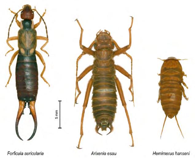 Earwigs Class: Insecta Order: Dermaptera -Nearly 2000 extant described species -Unsegmented