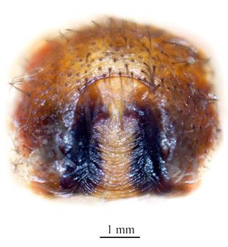 Figure - 3, Thelcticopis kirankhalapi sp. nov.