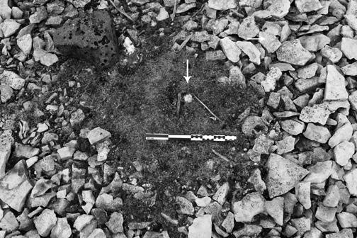 34 D.R. STENTON et al. FIG. 3. Partially exposed cranium in grave. FIG. 4. NgLj-3 grave contents after excavation. other large bones, but very few small bones (Schwatka, 1965:88; cf.