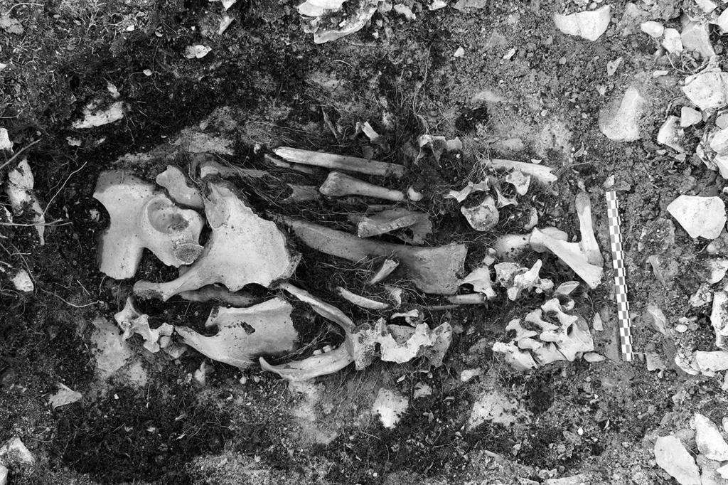 Our findings from the NgLj-3 site appear to be consistent with its being the interment made by Schwatka on 22 July 1879. A total of 79 human bones and bone fragments were recovered from the site.