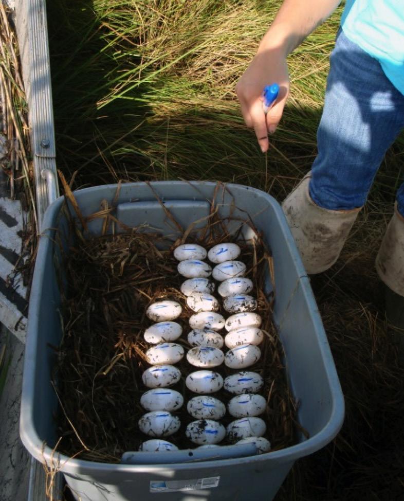 The noticeable band on the eggs allows farmers to recognize any infertile eggs that might be in the clutch. It s common for one or more infertile eggs to be present. Figure 6.