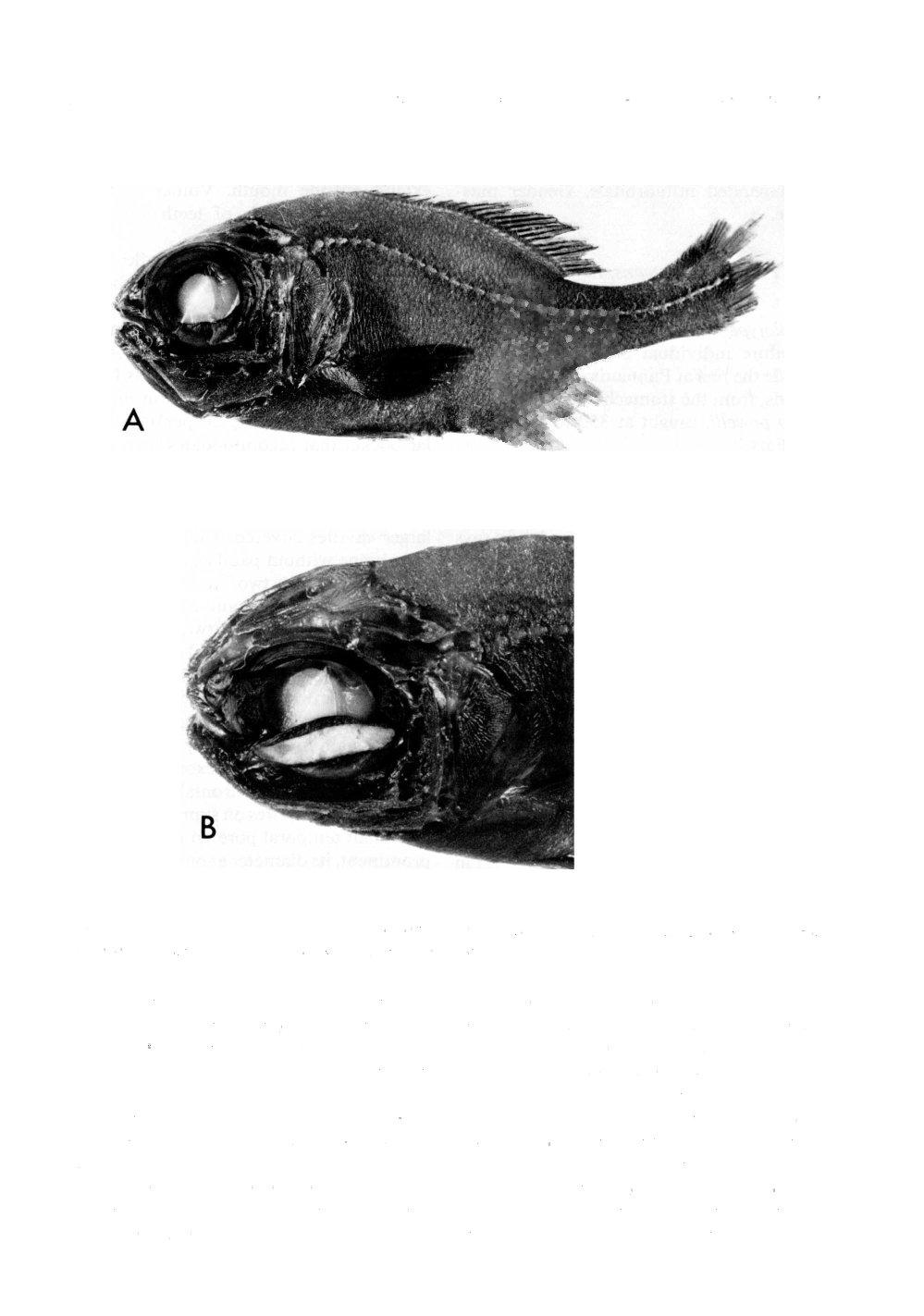 330 PROCEEDINGS OF THE BIOLOGICAL SOCIETY OF WASHINGTON #%5#l... ^ S^C Fig. 1. Holotype of Parmops cornscans, BPBM 30885. A. Whole specimen in lateral view, light organ occluded. B. Head in dorsolateral view, light organ exposed.