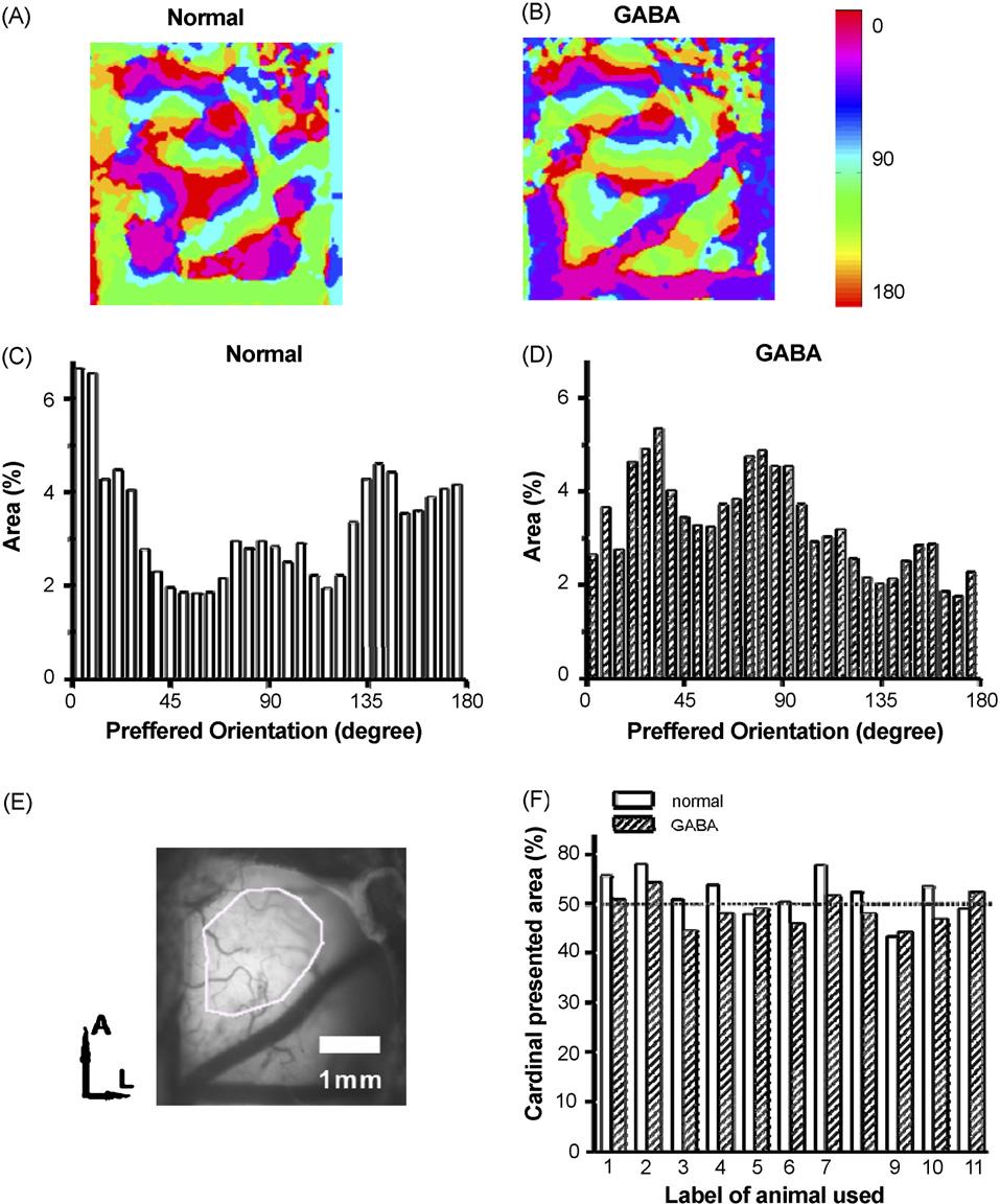 W. Shen et al. / Neuroscience Letters 437 (2008) 65 70 69 Fig. 4. Neural oblique effect, found in area 17 (but not horizontal effect ) and its abolition due to application of GABA in area 21a.