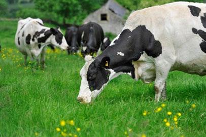 The aim is to eliminate BVD from all cattle in England by 2022 by identifying and removing all animals persistently infected (PI) with the BVD virus.