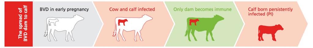 Vaccinating can help control the disease but will not eliminate it from infected herds.