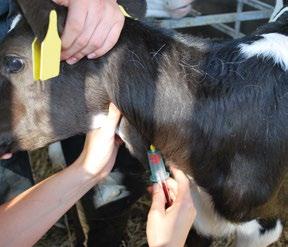 Testing under the BVDFree scheme Both tag and test and youngstock blood sampling can be used to achieve a herd BVD status under the BVDFree Scheme.