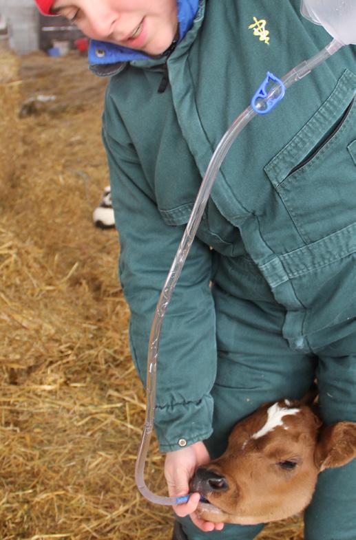 Animal Calf Scours Handling Identification Equipment Calf scours or diarrhea can be a devastating disease; it can infect numerous animals, create large treatment costs and have a prolonged impact on