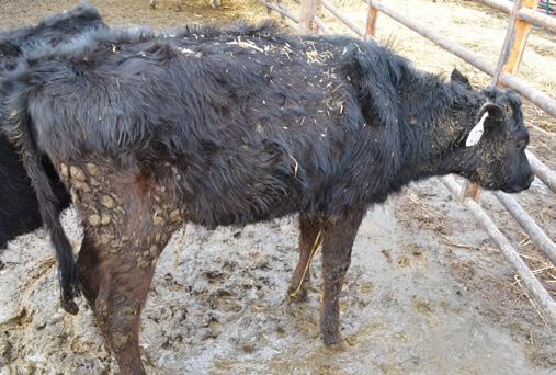 Calves most commonly get pneumonia after a period of stress (such as weaning, dehorning, castrating, or moving).