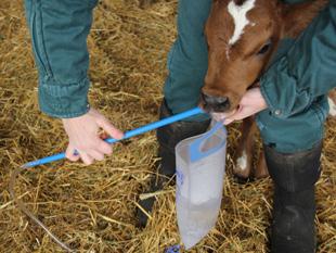 If using a calf feeder bottle, attach the probe to the bottle. (If using a calf feeder bag, the probe or tube will already be attached.