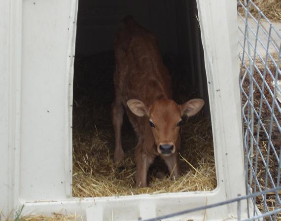 best air quality for pre-weaned calves Positive pressure ventilation (PPV) systems work well for group housing Avoid stress as much as possible Separate multiple stressors (such as weaning, moving,
