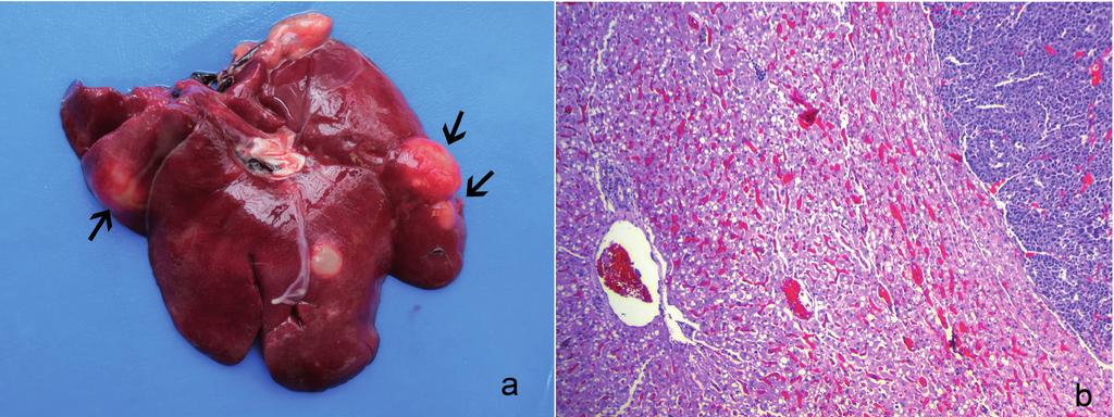 Figure 4. Chinchilla (C. laniger) mammary adenocarcinoma. A- Liver metastasis. Three slightly firm whitish nodules, measuring 0.2 to 0.6 cm in diameter (arrows).