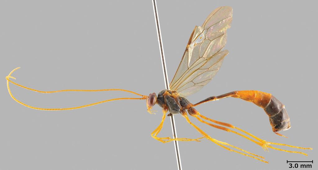 Acta Entomologica Musei Nationalis Pragae, 57(1), 2017 187 Enicospilus kikuchii sp. nov. [Japanese name: Kikuchi-hoshi-amebachi] (Figs 1 9) Type locality.