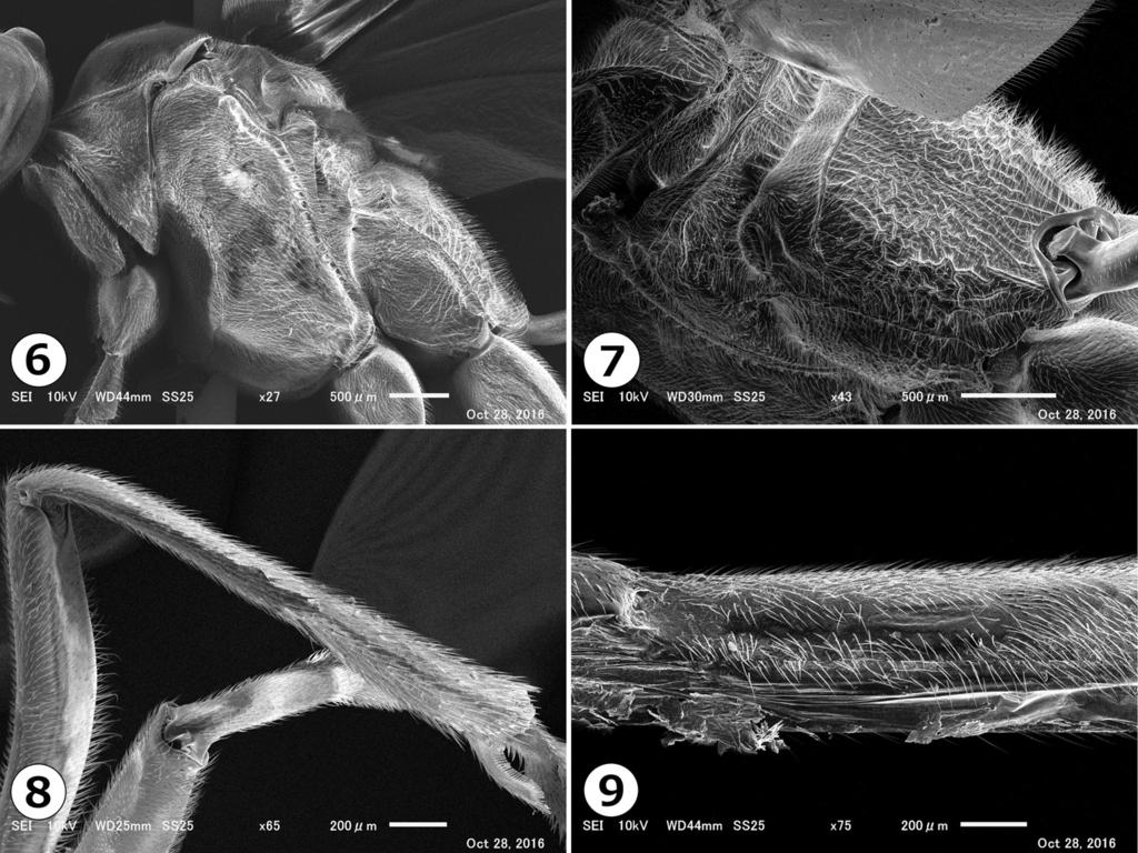 Acta Entomologica Musei Nationalis Pragae, 57(1), 2017 189 Figs 6 11. SEM images of Enicospilus kikuchii sp. nov. (holotype).