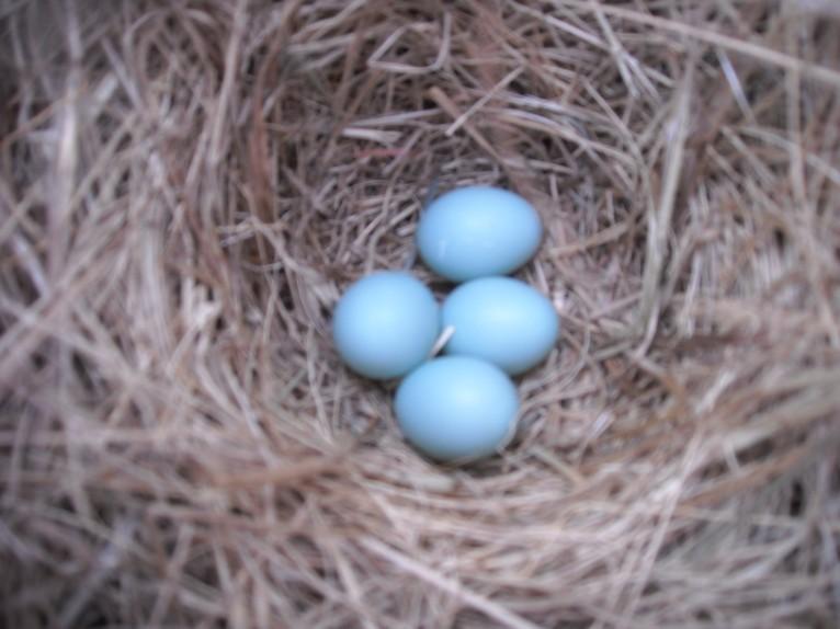 NATURALIST NEWS TEXAS MASTER NATURALIST, ELM FORK CHAPTER Page 14 HAVE YOU SEEN THE LATEST PICTURES OF MY GRANDKIDS? Y ep, my third brood of bluebirds is here to give me another thrill.