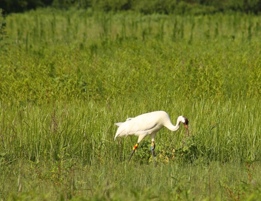 VOLUME 14, ISSUE 7 Page 15 VOLUME 14, ISSUE 7 FIELD NOTES IN FOCUS Endangered Whooping crane from
