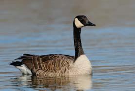 6 Canada Goose (Branta canadensis) : 25-43". Black head and neck, white chin strap, white rump, black tail, and brown body. Extremely variable in size.
