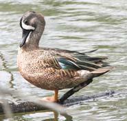 male female Blue-winged Teal ( discors) : 16". Both sexes have large paleblue wing patches.