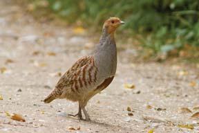 Gray Partridge (Perdix perdix) : 12". Introduced species from Asia. Gray-brown bird with rufous bars on the sides, dark belly patch (male), rusty face, and short rufous tail.