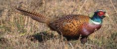 Colorful male has red face, iridescent green neck, and white or black spots on orange or rust feathers. Habitat tall thick grass.