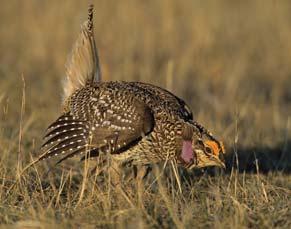 Sharp-tailed Grouse (Tympanuchus phasianellus) : 17". Mottled, mostly dark brown back and wings, dark brown spots on white breast and belly.