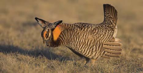 Doug Backlund 16 Greater Prairie-Chicken (Tympanuchus cupido) : 18". Chicken-like bird with dark brown barring, yellow patches of bare skin above the eyes.