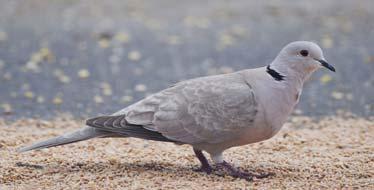 Eurasian Collared-Dove (Streptopelia decaocto) : 13". Much larger and heavier than Mourning Dove. Pale grayish tan body with a black line on back of the neck. When corners.