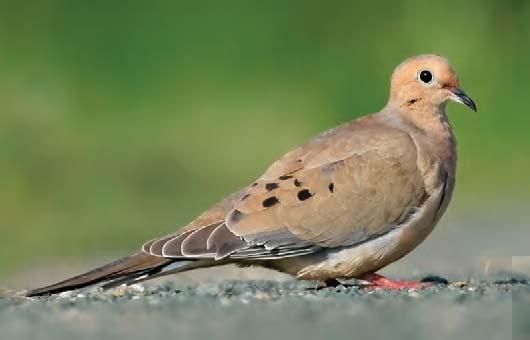 Tom Grey 18 Mourning Dove (Zenaida macroura) : 12". Grayish-brown overall, with black spots on the wings. Long, pointed tail.