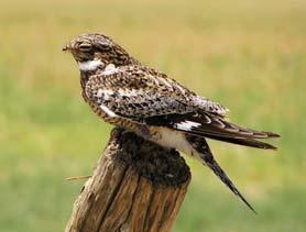 Common Nighthawk (Chordeiles minor) : 10". Grayish overall, usually in midday; sometimes seen perched on fence posts. Wings are tapered and bent back at each wing is obvious.