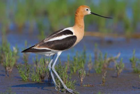Doug Backlund American Avocet (Recurvirostra americana) : 18". Reddish or cinnamon head and neck, white body, black back and on part of the wings, grayish legs. Long, thin, upturned bill.