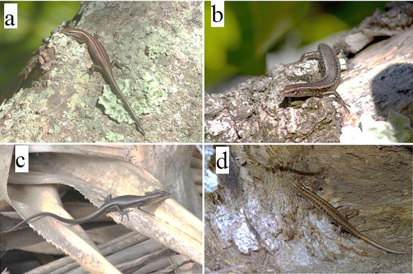 Havery et al. Density of skinks on Henderson Island in the South Pacific. Figure 1.