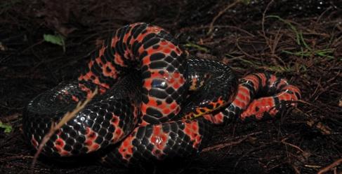 Mud Snake The Mud Snake, Farancia abacura, is a beautiful snake that is rarely encountered. Mud Snakes are shiny, smooth snakes that are mostly nocturnal and aquatic.